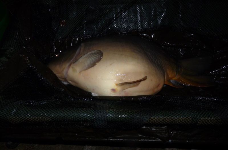 Davidovy úlovky – cesta k Fencl Boilies